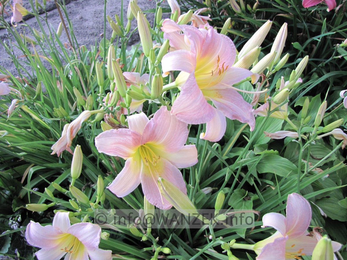 Hemerocallis Catherine Woodbury 2.JPG